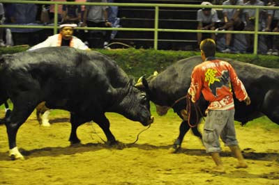 Okinawa Bull Riding Goats, bulls are core of Motobu Festival | Okinawanderer Okinawa News ...