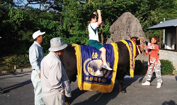Okinawa Bull Riding Goats, bulls are core of Motobu Festival | Okinawanderer Okinawa News ...