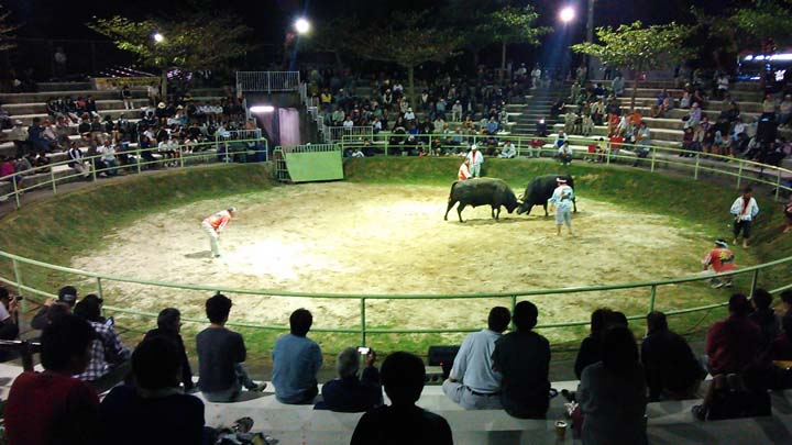 Okinawa Bull Riding Goats, bulls are core of Motobu Festival | Okinawanderer Okinawa News ...