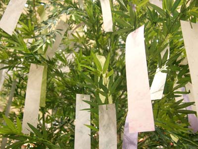 People write their wishes for Tanabata on slips of paper that are then hung on trees.