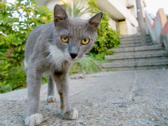 Stray Rattings TNR is humane way to control stray populations | Okinawanderer Okinawa ...