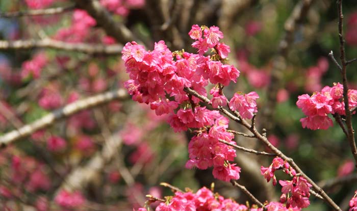 Okinawa's pink cheey blossoms are in full bloom just now.
